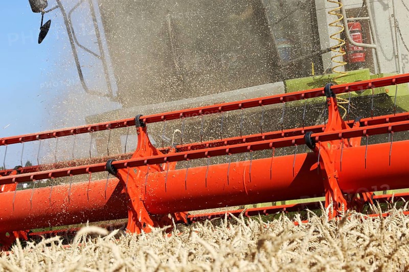 Harvesting grain with a combine harvester in a field near Ludwigshafen