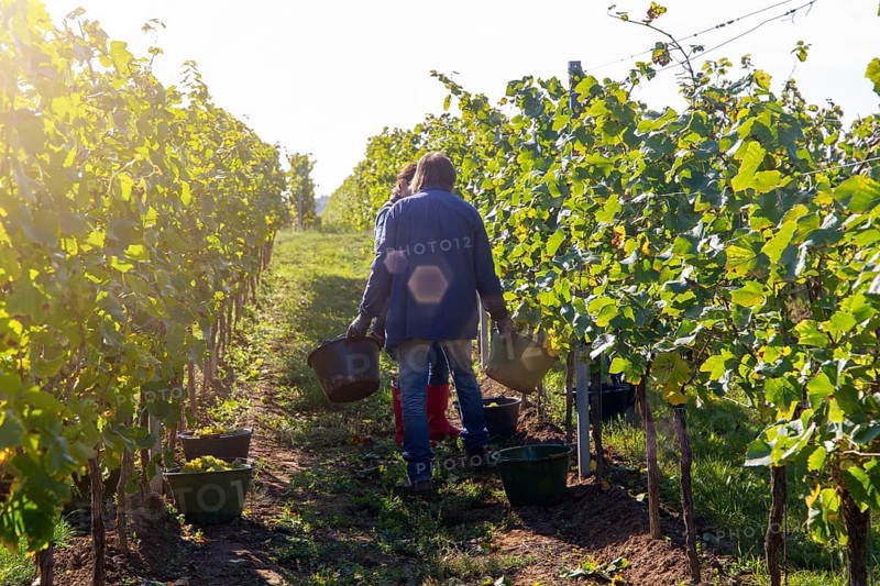 Hand-picking of Pinot Blanc grapes in the Palatinate (Norbert Groß winery, Meckenheim)