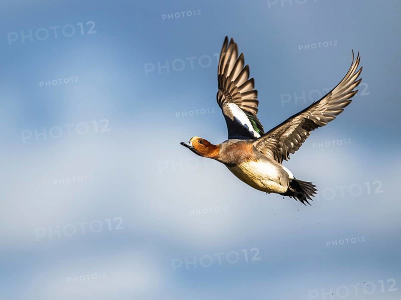 Eurasian Wigeon, (Mareca penelope) male in flight over marshes