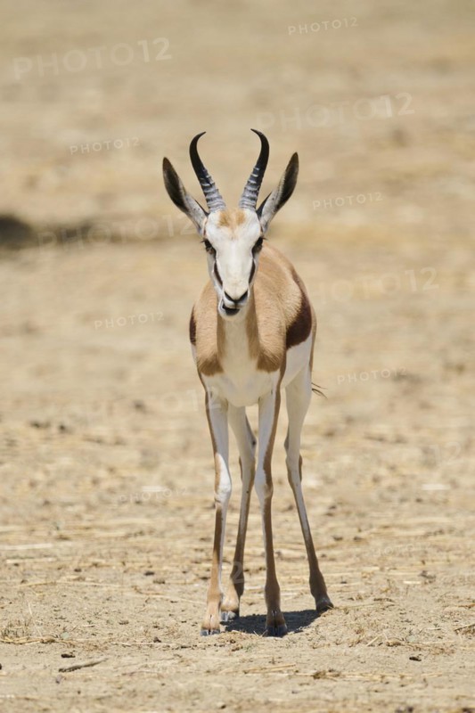 Springbok (Antidorcas marsupialis), standing in the dessert, captive, distribution Africa