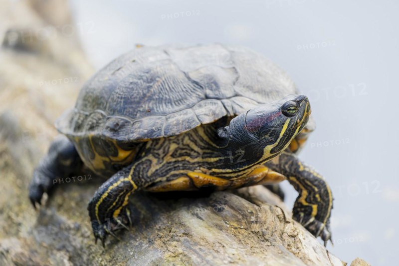 Red-eared slider turtles (Trachemys scripta elegans, Pseudemys scripta elegans) on a branch in a pond, France, Europe