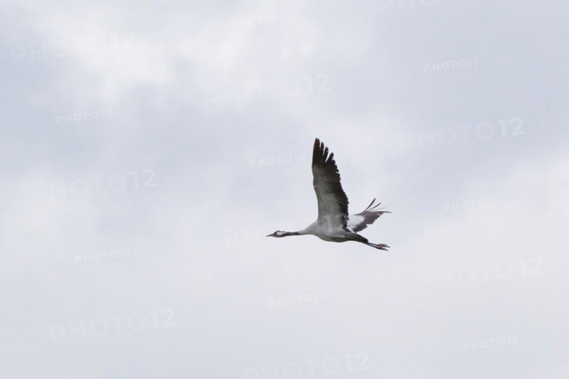 Flying crane in the sky (Grus grus), Teufelsbruch, Müritz National Park, Mecklenburg Lake District, Mecklenburg, Mecklenburg-Western Pomerania, Germany, Europe