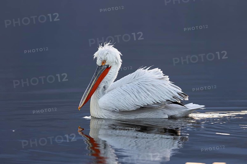 Dalmatian pelican (Pelecanus crispus), swimming in the evening light, magnificent plumage, red throat pouch, reflection, Lake Kerkini, Greece, Europe