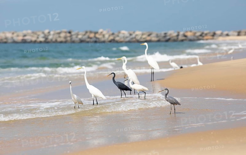 Great egret (Ardea alba, syn.: Casmerodius albus, Egretta alba) and Western reef heron (Egretta gularis) at Marari Beach or Strand, Mararikulam, Alappuzha district, Kerala, India, Asia