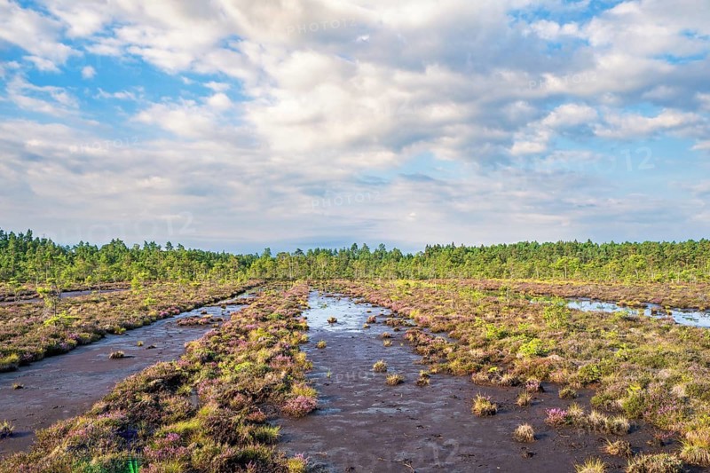View at an old dug peat bog with ditches filled with water and mud and a pine woodland