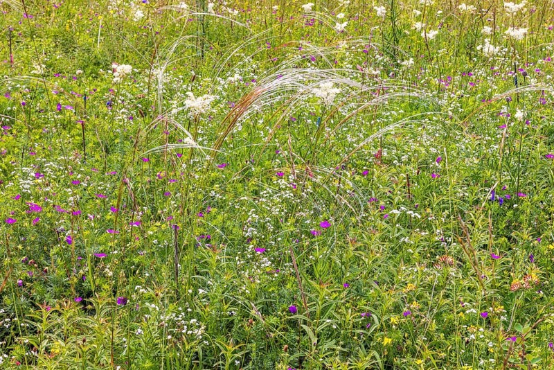 Flower meadow with blooming wildflowers and feather grass (Stipa pennata) in the summer
