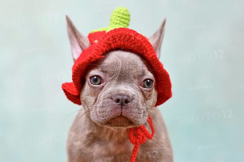 Cute young Lilac Brindle French Bulldog dog puppy with knitted strawberry hat