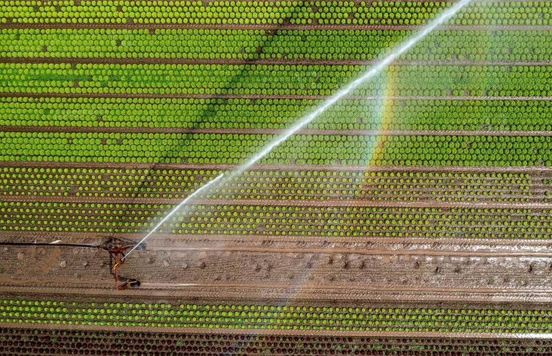 A field is artificially irrigated, water is sprayed onto the field via an irrigation system, field with different lettuce plants, in different stages of growth, North Rhine-Westphalia, Germany, Europe