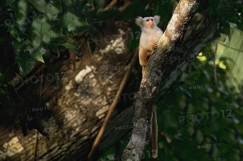 Golden white tassel ear marmoset, Mico chrysoleucos, Amazon basin, Brazil, South America