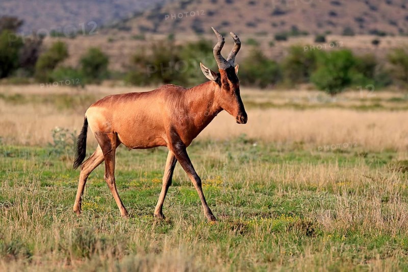 Red hartebeest (Alcelaphus buselaphus caama), Kaama, adult, running, foraging, alert, Mountain Zebra National Park, Eastern Cape, South Africa, Africa