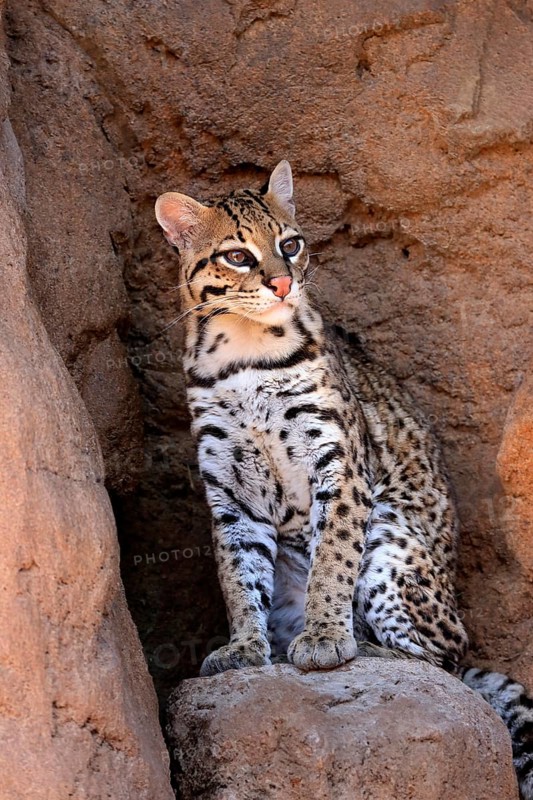 Ocelot (Leopardus pardalis), adult, sitting, at the den, alert, Sonora Desert, Arizona, North America, USA, North America