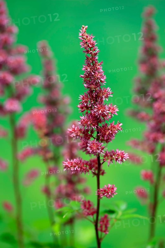 Astilbe, flowering, blossom, Elllerstadt, Germany, Europe