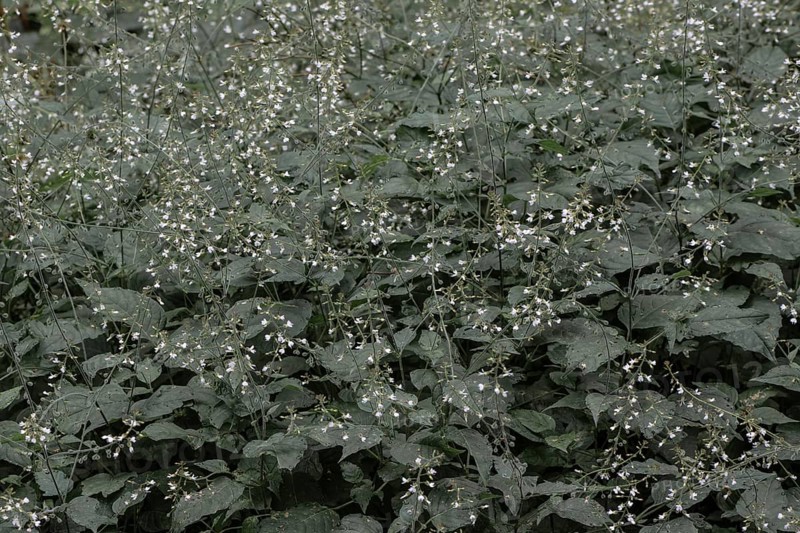 Medium witch herb (Circaea intermedia), Lower Saxony, Germany, Europe