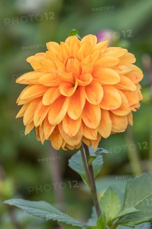 Dahlia (Dahlia), Münsterland, North Rhine-Westphalia, Germany, Europe