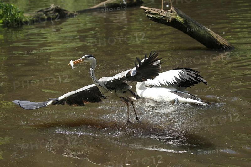Grey heron (Ardea cinerea) snatches a fish from a australian pelican (Pelecanus conspicillatus), Vogelpark Walsrode, Lower Saxony, Germany, Europe