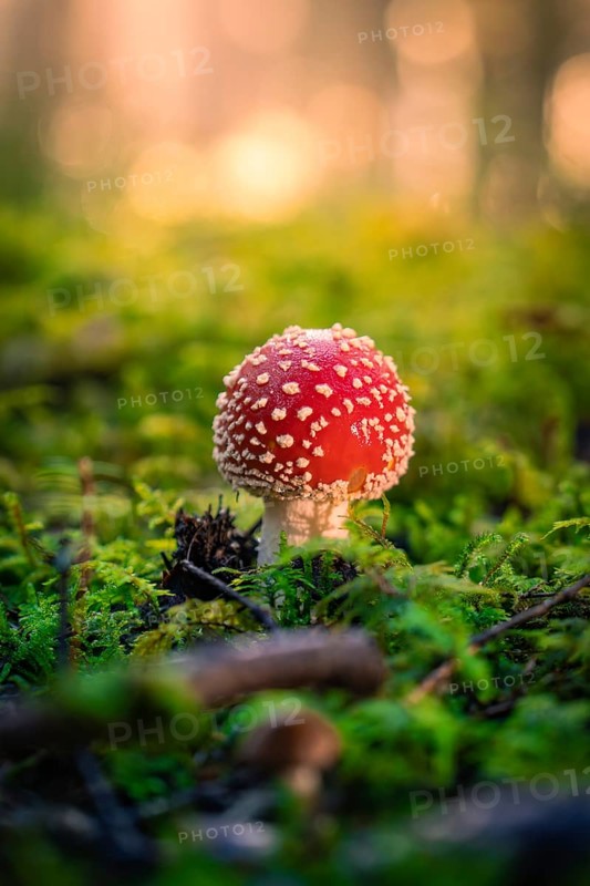 A red toadstool with white spots growing on a mossy forest floor in the dim light, Calw, Black Forest, Germany, Europe