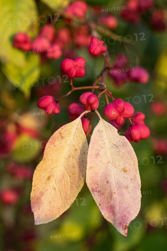 European spindle bush (Euonymus europaeus), Emsland, Lower Saxony, Germany, Europe