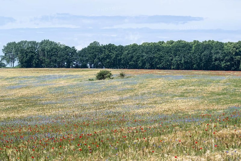 Poppy flower (Papaver Rhoeas) and cornflower (Centaurea cyanea), Mecklenburg-Vorpommern, Germany, Europe