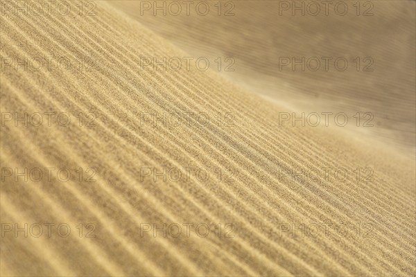 Close-up of sandy dunes with clear, undulating textures and patterns, Canary Islands, Lanzarote, Spain, Europe