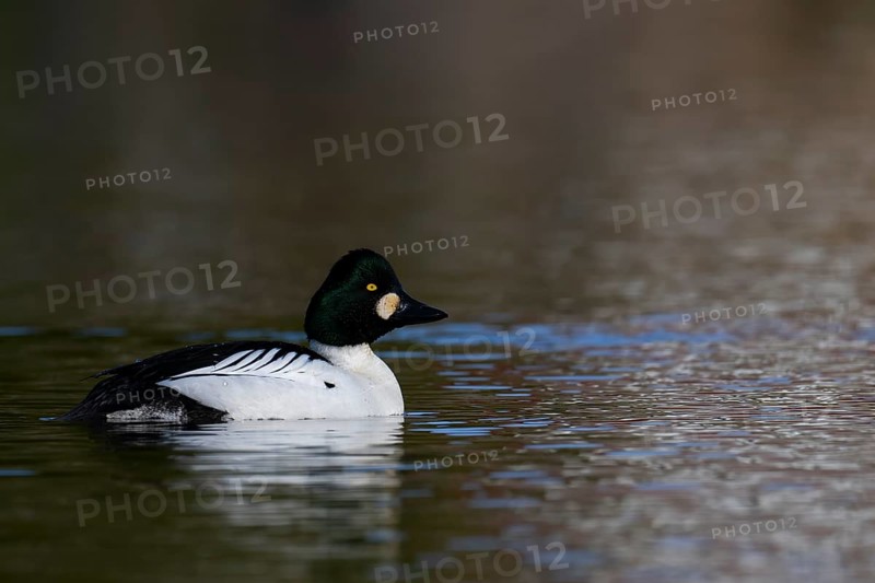 Common goldeneye (Bucephala clangula), Sweden, Europe