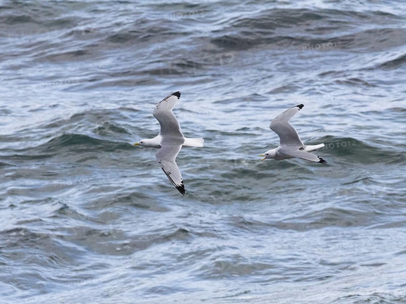 Black-legged kittiwake (Rissa tridactyla), two adult birds in flight, chasing each other, May, Varanger Fjord, Norway, Europe