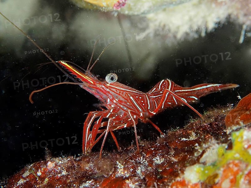 Camel shrimp (Rhynchocinetes durbanensis), House Reef dive site, Mangrove Bay, El Quesir, Red Sea, Egypt, Africa