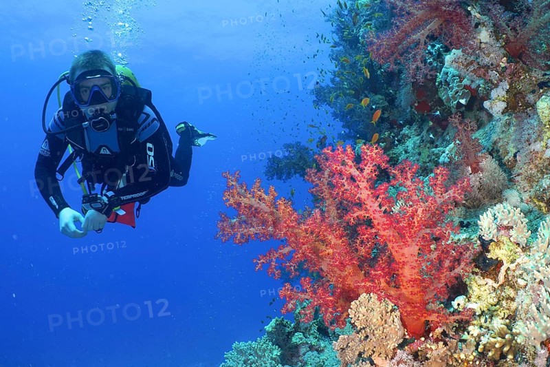 Diver looking at Klunzinger's tree coral (Dendronephthya klunzingeri), dive site Erg Monica, Mangrove Bay, El Quesir, Red Sea, Egypt, Africa