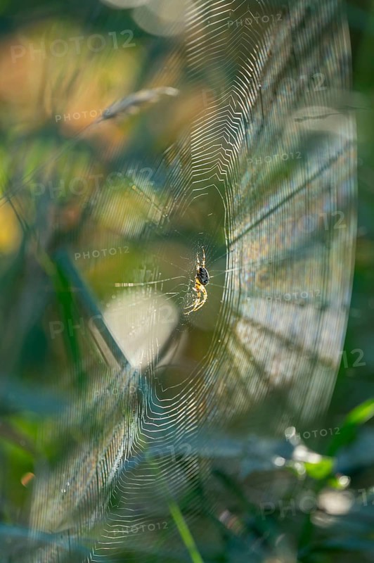 Cross spider (Araneus) sitting in a spider web, Lower Saxony, Germany, Europe