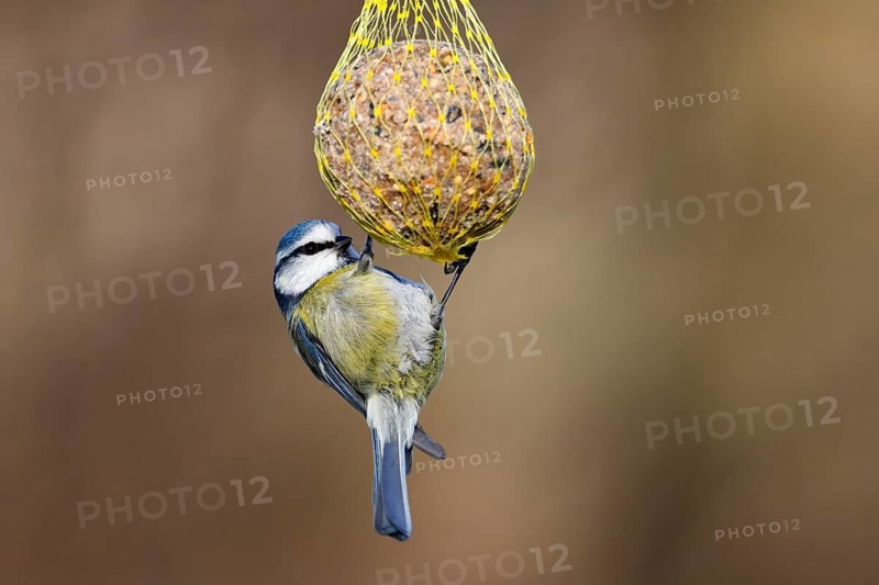 Blue tit (Parus caeruleus) hanging on a fat ball, bird feeding in winter, Schleswig-Holstein, Germany, Europe