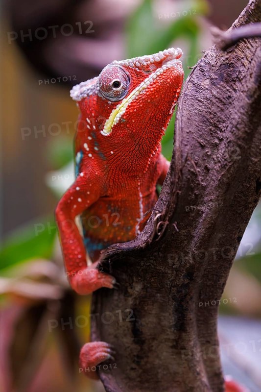 Panther chameleon (Furcifer pardalis), Germany, Europe