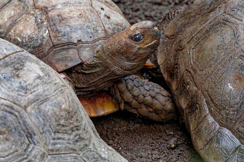 Brown tortoise (Manouria emys emys), captive, found in Southeast Asia