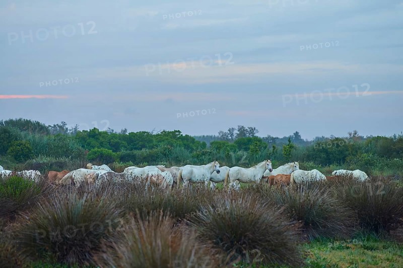 A herd of white Camargue horses grazing in a wide meadow under a cloudy sky, Camargue, France, Europe