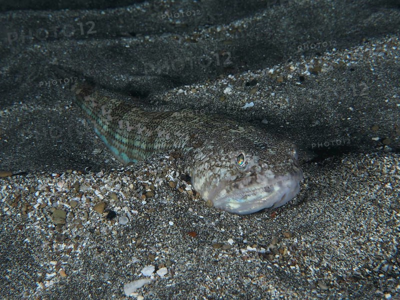 Atlantic lizardfish (Synodus saurus) lies still at night on lava sand in the sea. Dive site Playa, Los Cristianos, Tenerife, Canary Islands, Spain, Europe