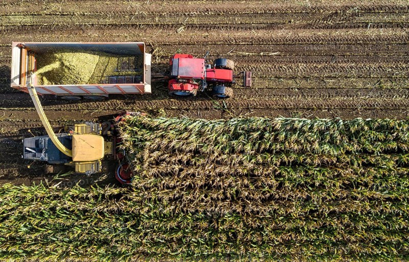 Maize harvest, combine harvester, chopper works its way through a maize field, the silage is pumped directly into a trailer, serves as cattle feed, Lower Rhine, Rees, North Rhine-Westphalia, Germany, Europe