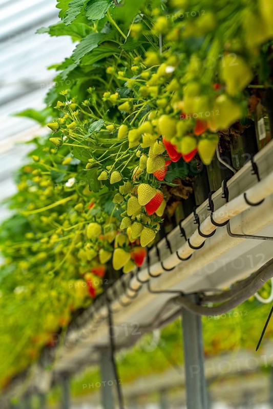 Strawberry cultivation in a greenhouse, strawberry plants with berries at different stages of ripeness, individually watered and supplied with nutrients by drip irrigation, growing in a substrate culture in raised beds, near Dormagen, Rhineland, North Rhine-Westphalia, Germany, Europe