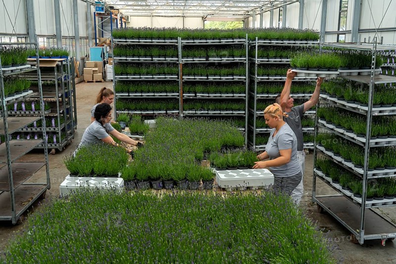 Horticultural business, lavender plants, in flower pots, outdoors, are packed to make them ready for sale, North Rhine-Westphalia, Germany, Europe