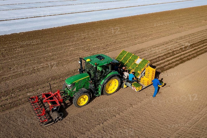 Vegetable cultivation, celery plants are planted in the field with a planting machine, Niederkrüchten, North Rhine-Westphalia, Germany, Europe