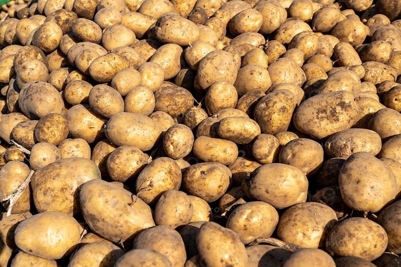 Potato harvest, Melodie variety, so-called split harvesting method, first the tubers are taken out of the ground with a row planter, then, after a short drying phase, collected and loaded with a bunker harvester, North Rhine-Westphalia, Germany, Europe