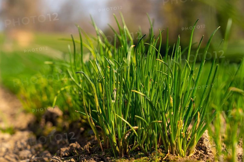 Agriculture, herb nursery, chives young plants, fresh in the field, field, planted