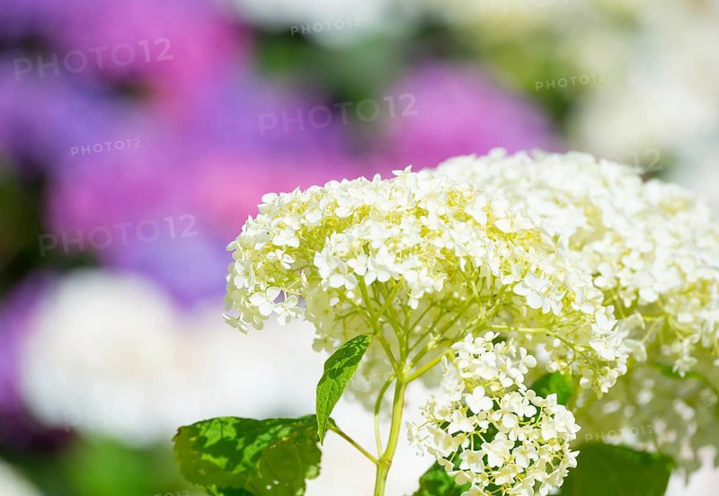 Garden hydrangea or bigleaf hydrangea (Hydrangea macrophylla), blooming hydrangea, white flowers, in the background flowers in pink, violet, purple and blue, hydrangea, hydrangea flowers in a garden, hydrangea blossom, sunny day, summer, bright sunshine, light, freshly blossomed, close-up, Mecklenburg Lake District, Mecklenburg-Western Pomerania, Germany, Europe