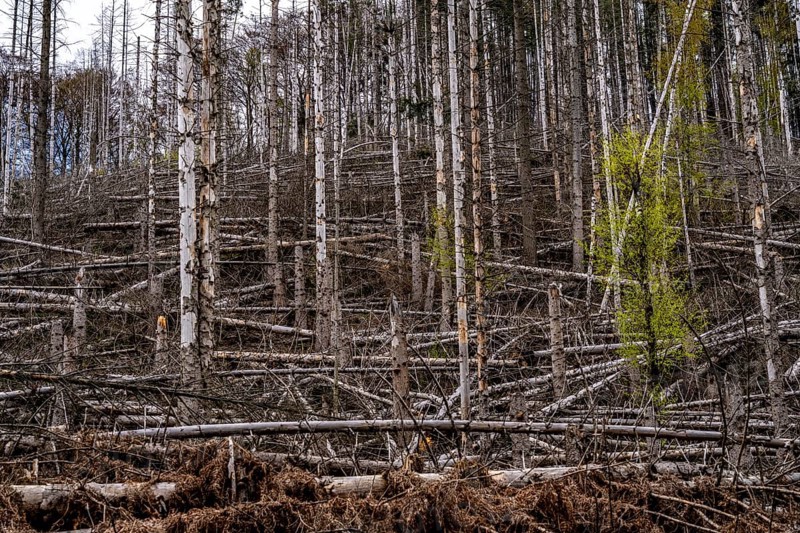 Dead spruce trees, broken by wind, lying in disarray, forest dieback in the Arnsberg Forest nature park Park, over 70 per cent of the spruce trees are diseased, damaged, mostly by the bark beetle, which was able to spread due to drought and heat, climate change, near Hirschberg, North Rhine-Westphalia, Germany, Europe