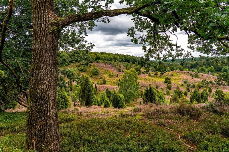 Flowering heath, heather and juniper bushes, in the Totengrund, near the village of Wilsede, in the Lüneburg Heath nature reserve, Lower Saxony, Germany, Europe