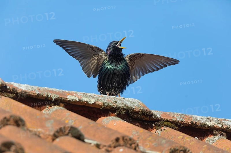 Common Starling (Sturnus vulgaris) adult male, in breeding plumage, singing and displaying on roof top, Hesse, Germany, Europe