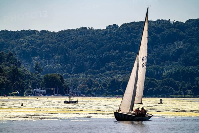 Green carpet of plants on Lake Baldeney in Essen, proliferating aquatic plant Elodea, waterweed, an invasive species, the fast-growing aquatic plant proliferates on large parts of the Ruhr reservoir, increased water temperatures accelerate growth, leisure boat traffic is severely impaired, water sports enthusiasts, the navigation channel is kept clear, Essen, North Rhine-Westphalia, Germany, Europe