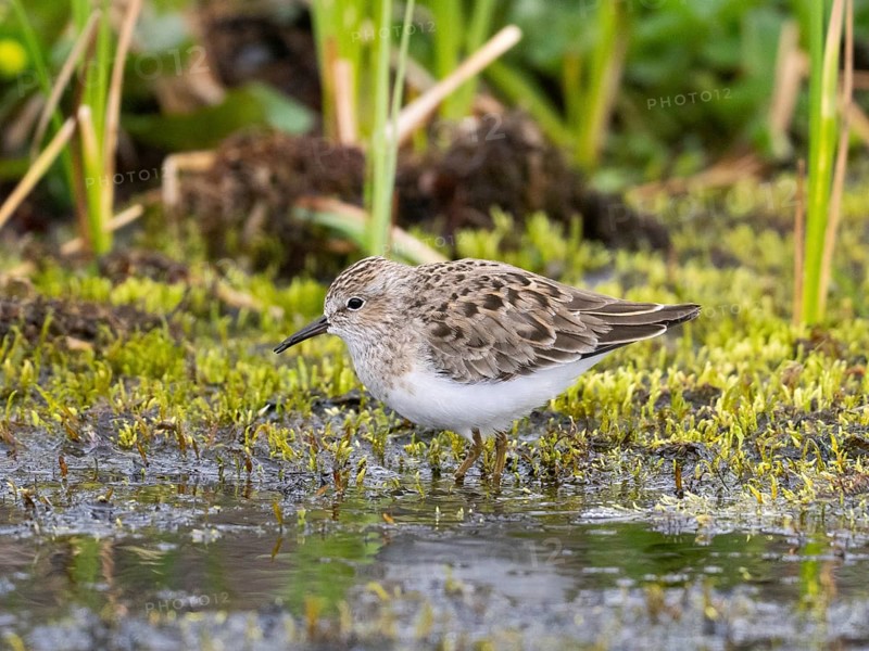 Temminck's Stint (Calidris temminckii), foraging in stream, Finnmark, Norway, Europe