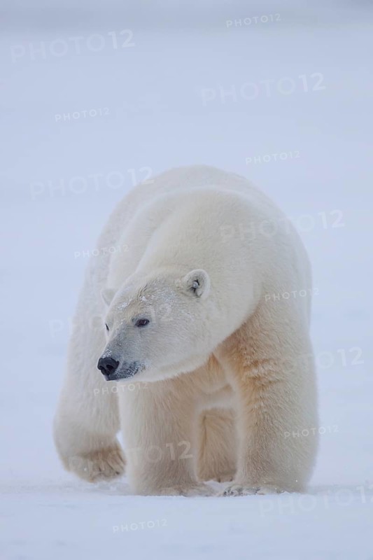 Polar bear (Ursus maritimus), walking in the snow, head-on, Kaktovik, Arctic National Wildlife Refuge, Alaska, USA, North America