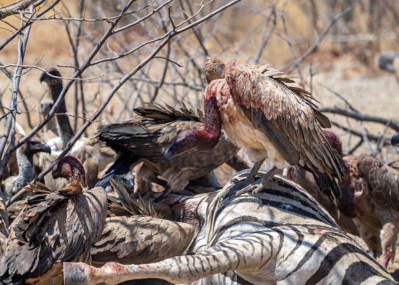 Many white-backed vulture (Gyps africanus) with bloody heads feeding on the carcass of a dead plains zebra (Equus quagga), Etosha National Park, Namibia, Africa