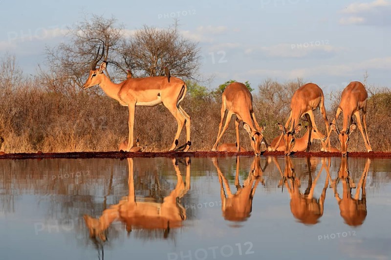 Black Heeler Antelope (Aepyceros melampus), adult, group, female, male, at the water, drinking, Kruger National Park, Kruger National Park, Kruger National Park South Africa