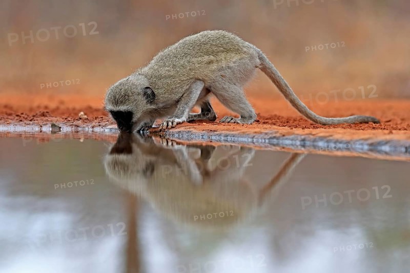 Vervet Monkey (Chlorocebus pygerythrus), adult, drinking, at the water, Kruger National Park, Kruger National Park, Kruger National Park South Africa