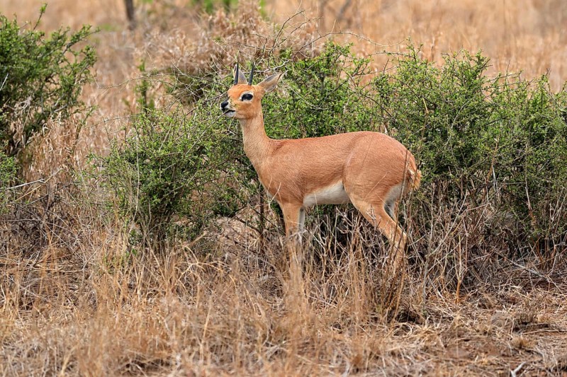 Steenbok (Raphicerus campestris), adult, male, feeding, vigilant, dwarf antelope, Kruger National Park, Kruger National Park, Kruger National Park South Africa
